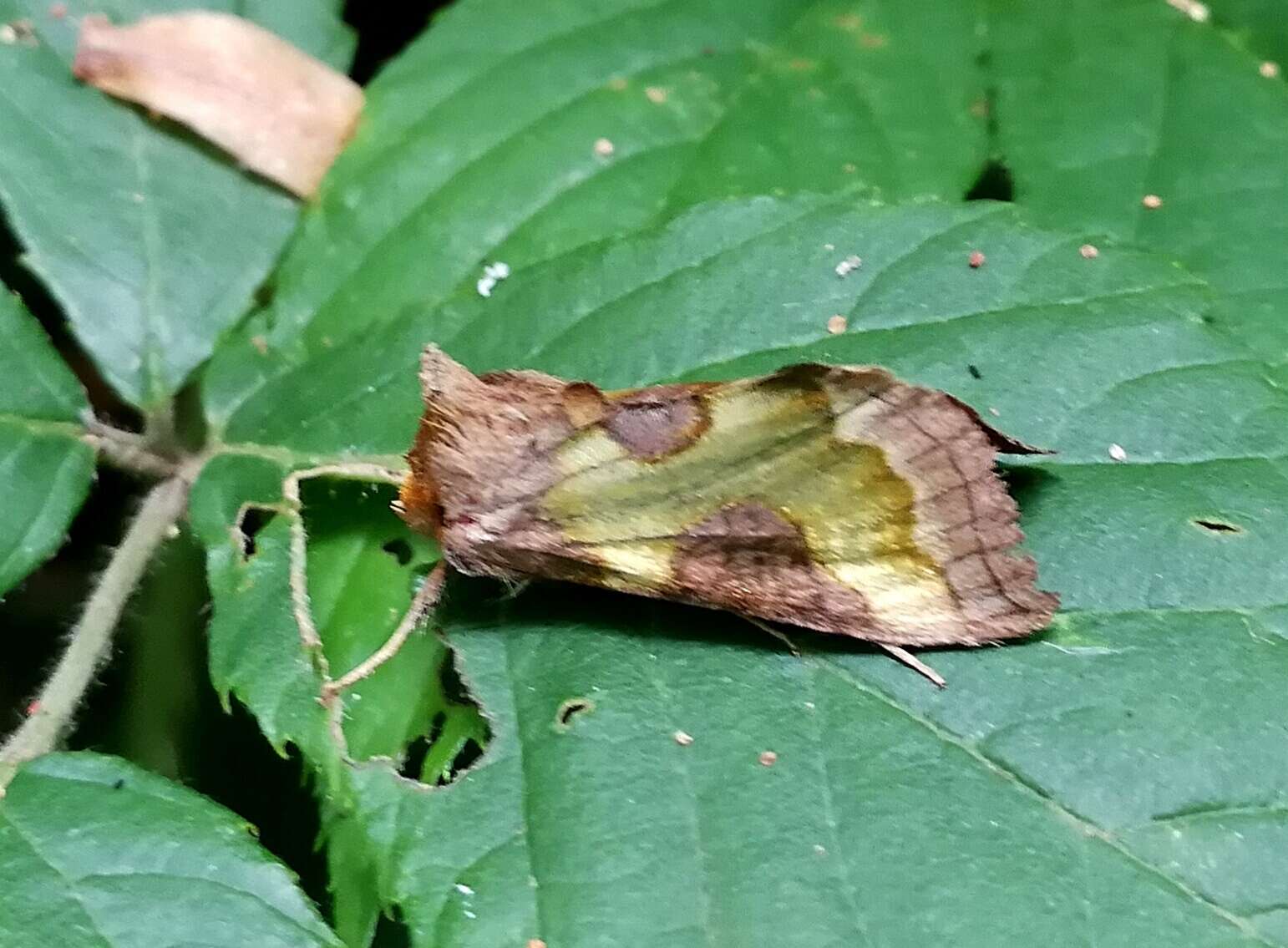 Image of Cryptic Burnished Brass