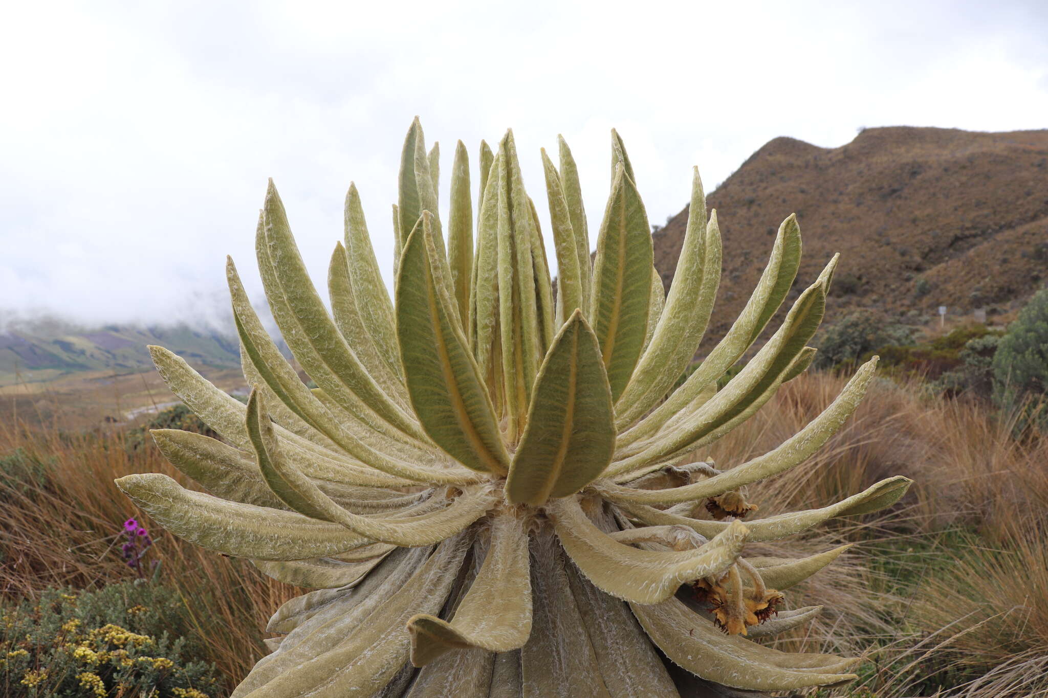 Image of Espeletia hartwegiana Cuatrec. ex Herzog