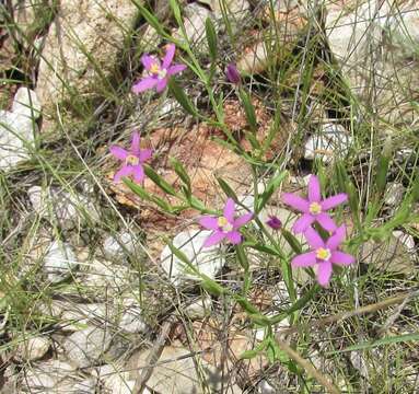 Image de Zeltnera texensis (Griseb.) G. Mansion ex J. S. Pringle