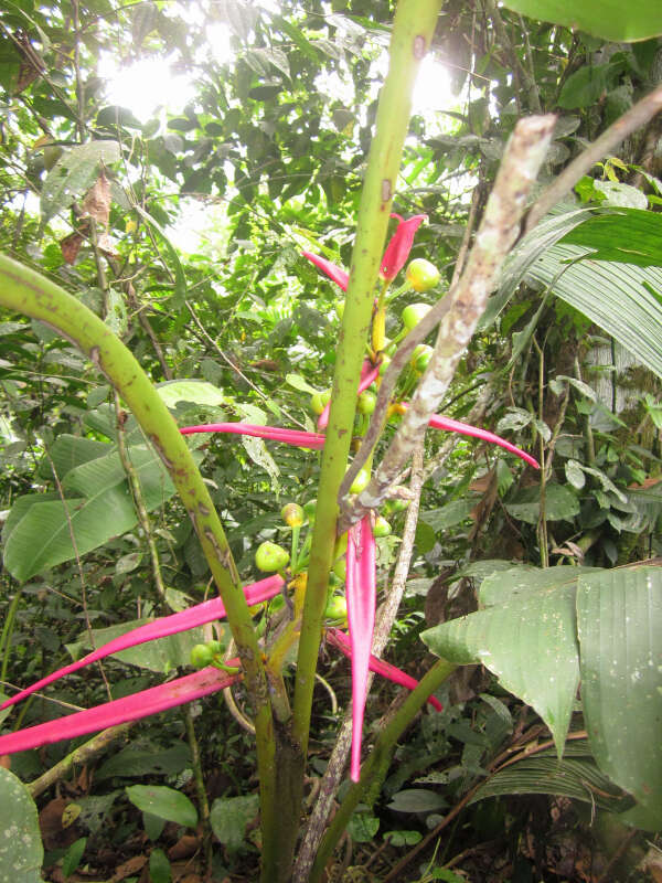 Image of Heliconia aemygdiana Burle-Marx