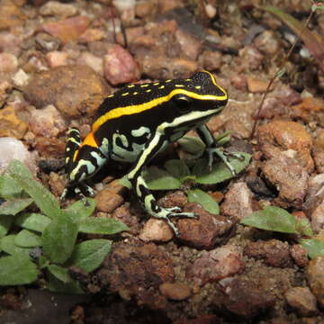 Image of Lutz's Poison Frog