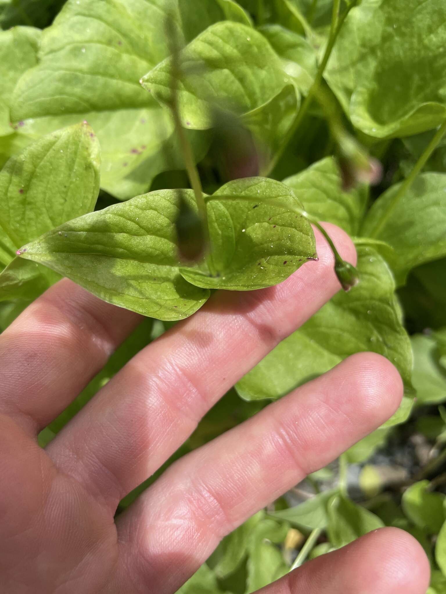 Claytonia cordifolia S. Wats. resmi