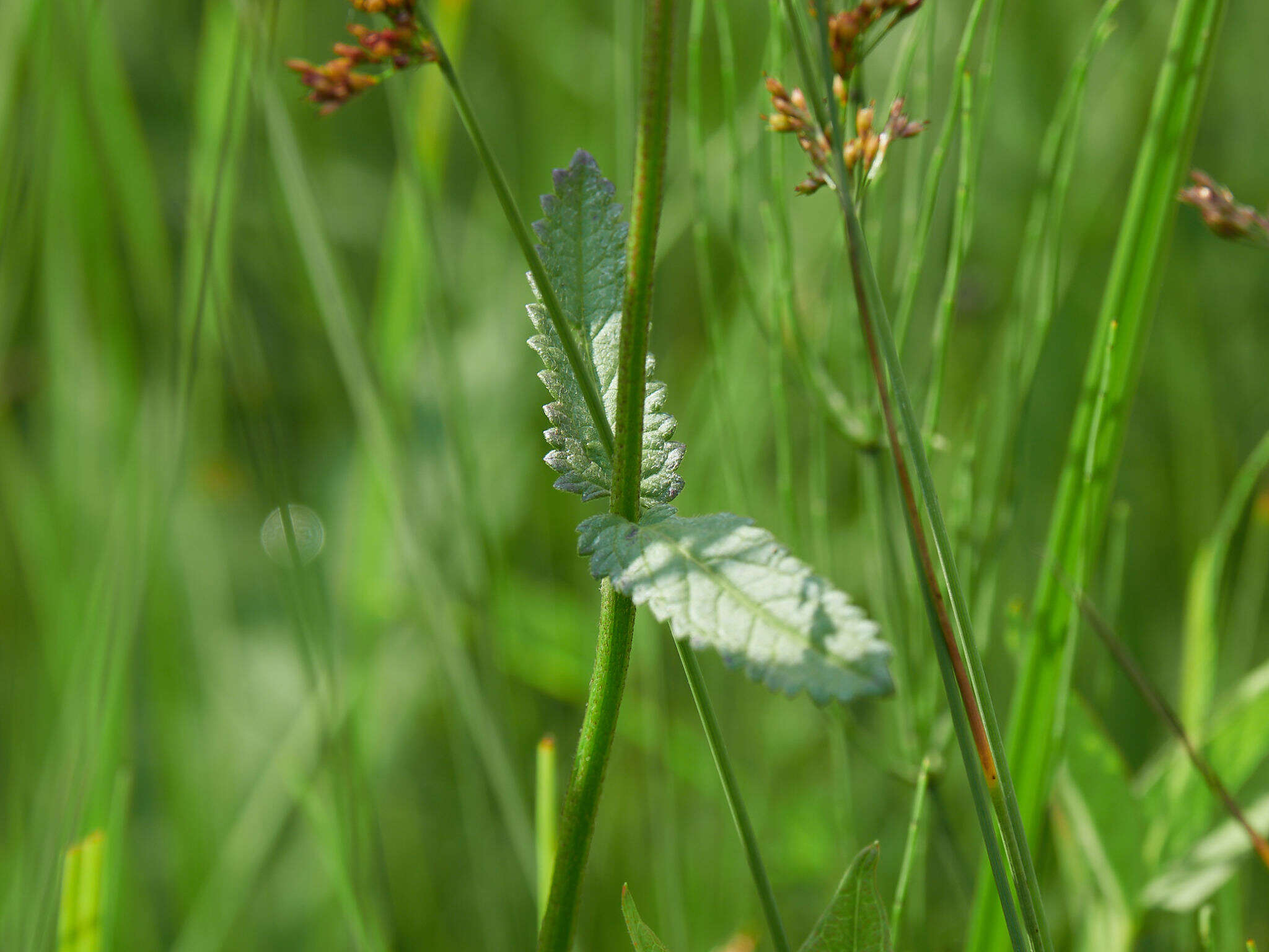 Image de Betonica officinalis L.