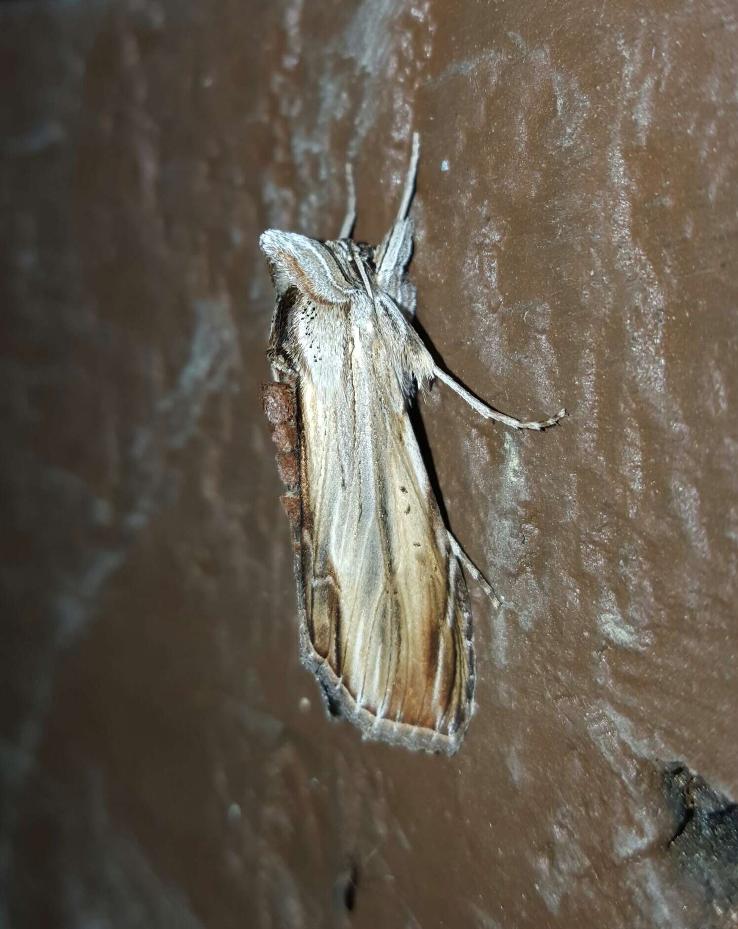 Image of Brown-bordered Cucullia