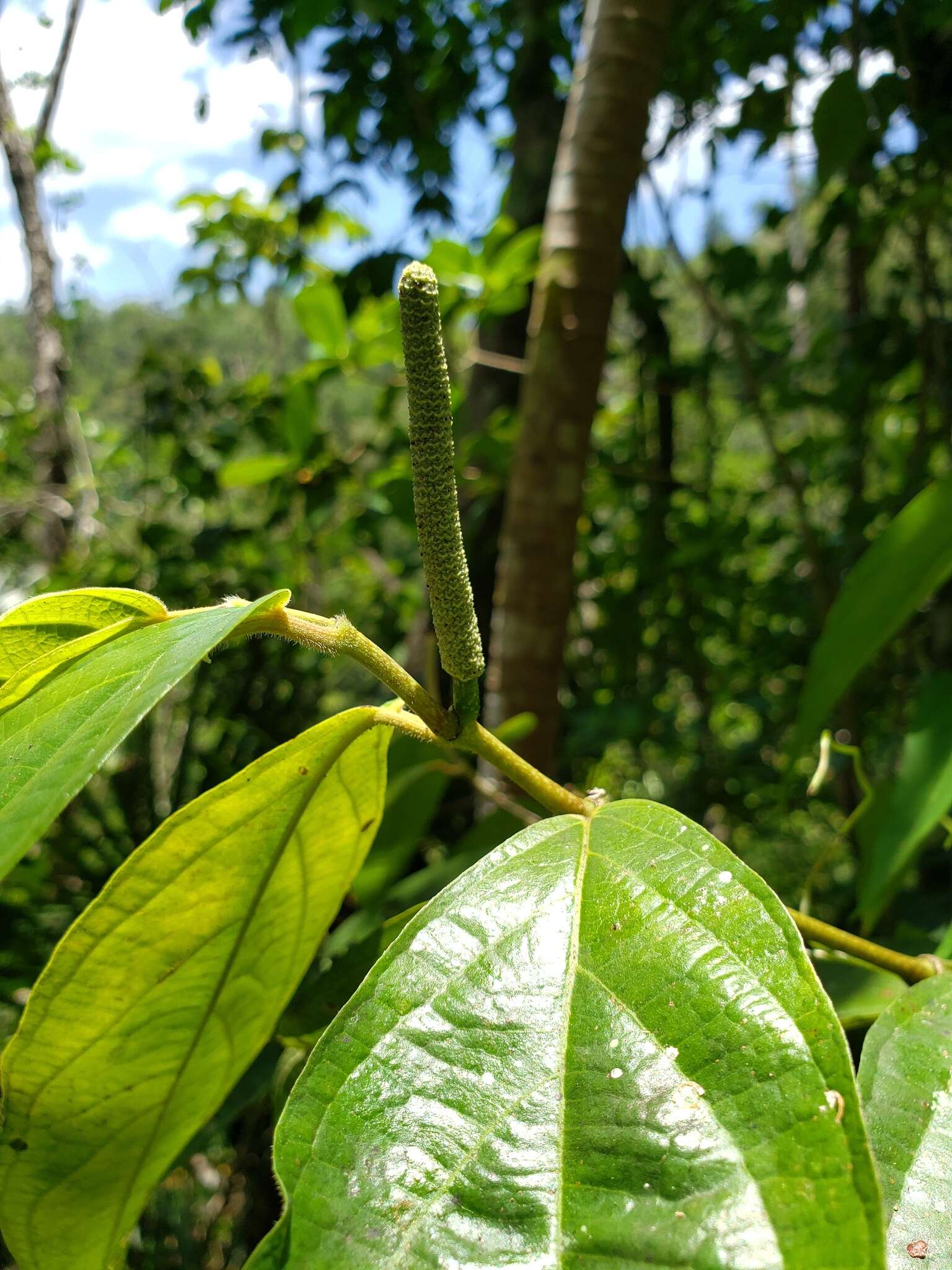 Image of Caracas pepper