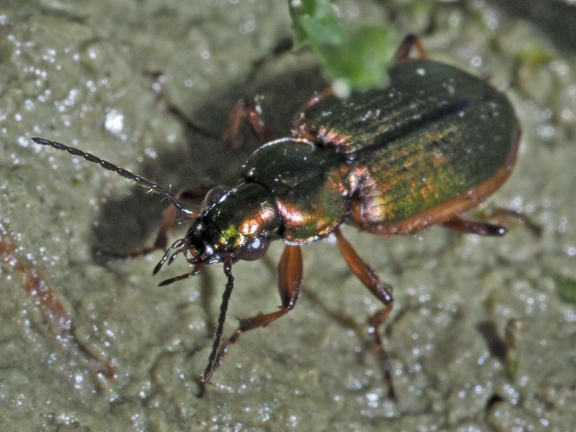 Image of Agonum (Agonum) marginatum (Linnaeus 1758)