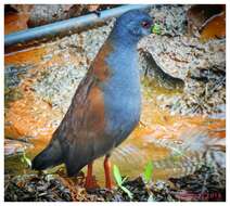 Image of Black-tailed Crake