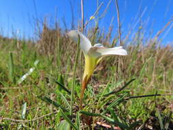 Imagem de Oxalis stictocheila Salter