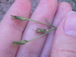 Image of Linum tauricum Willd.