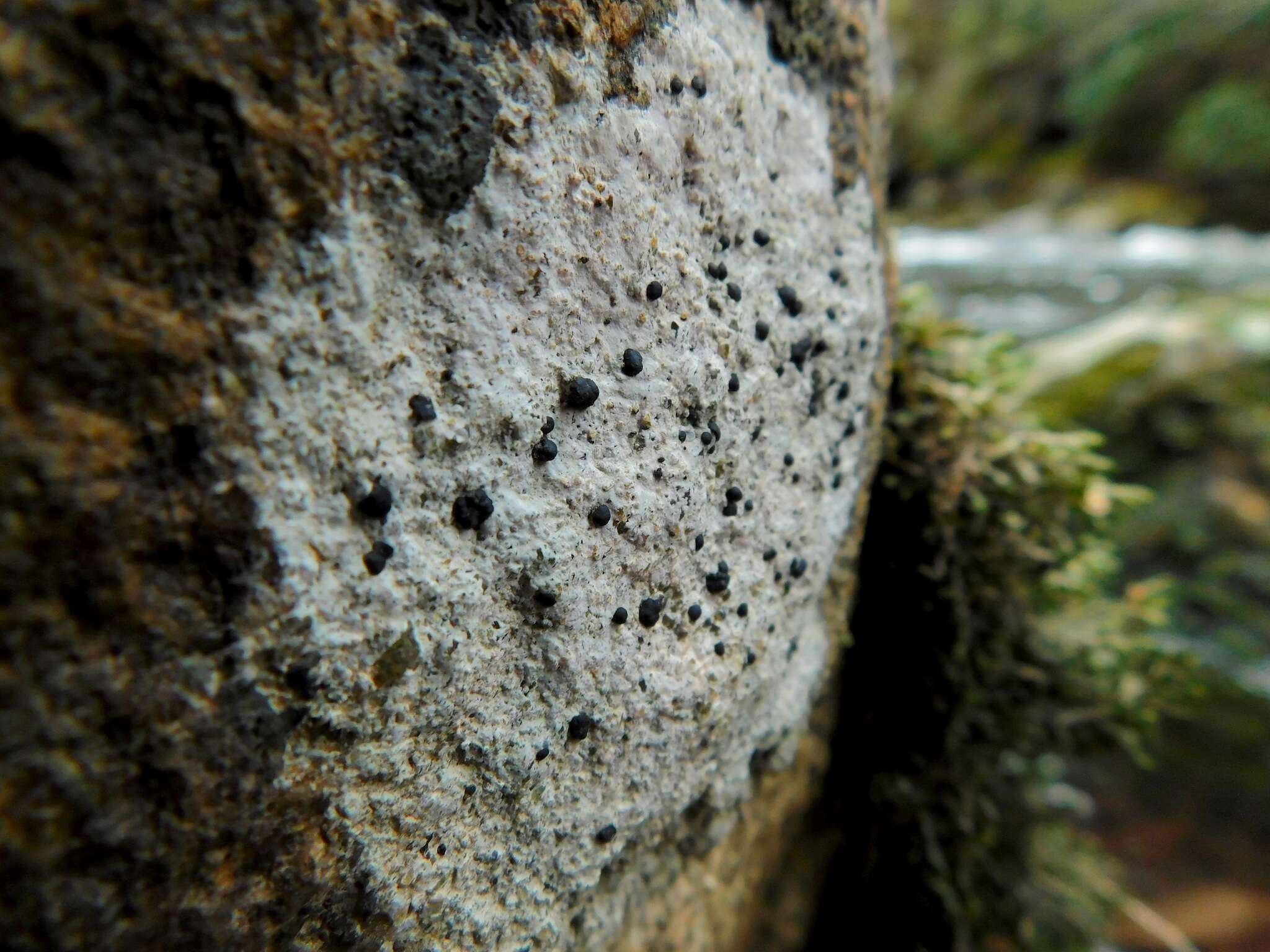 Image of porpidia lichen