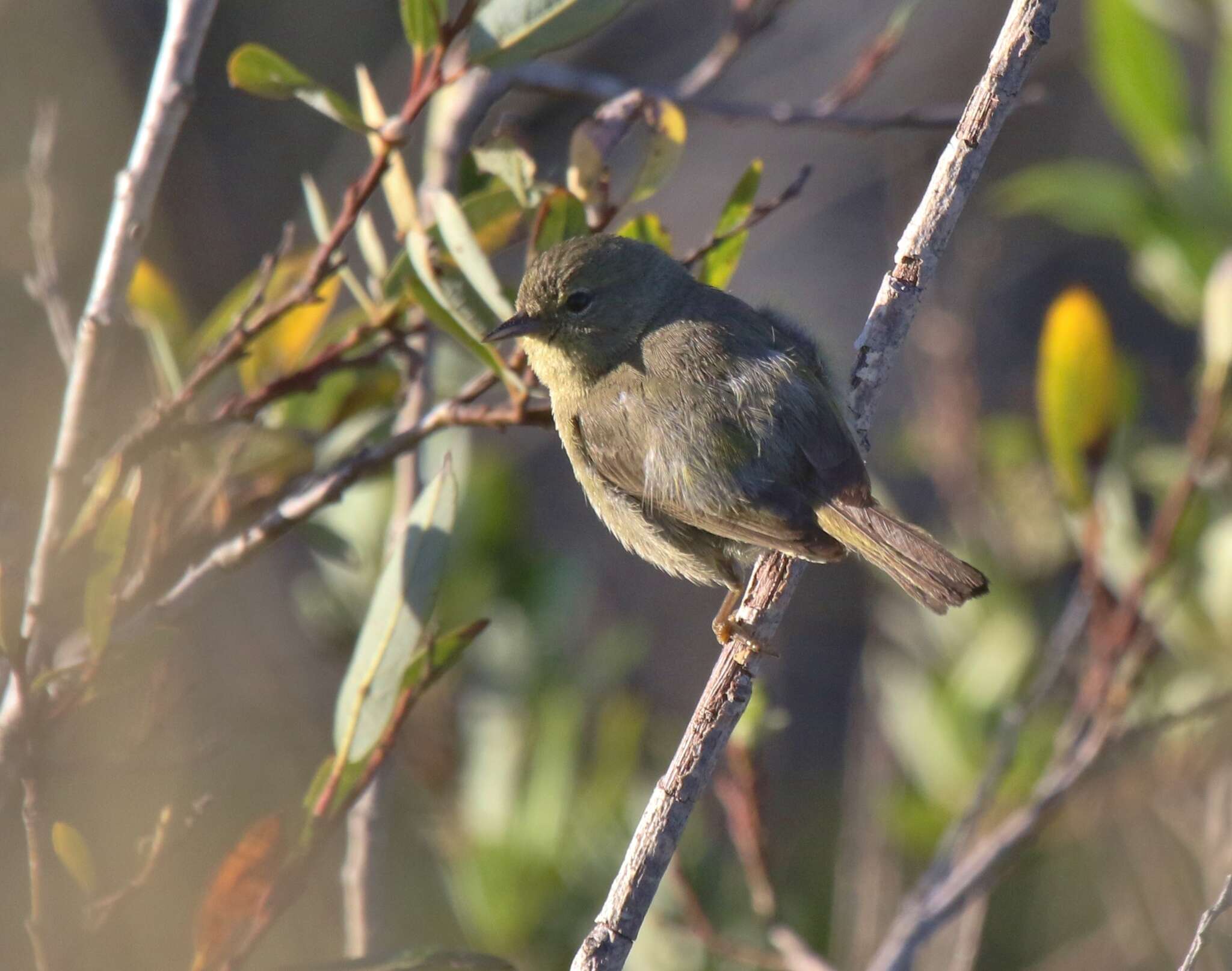 Слика од Leiothlypis celata sordida (Townsend & CH 1890)