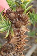 Image of Oedera steyniae (L. Bolus) A. A. Anderberg & K. Bremer