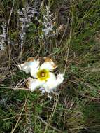 Image of Mandevilla petraea (A. St.-Hil.) Pichon