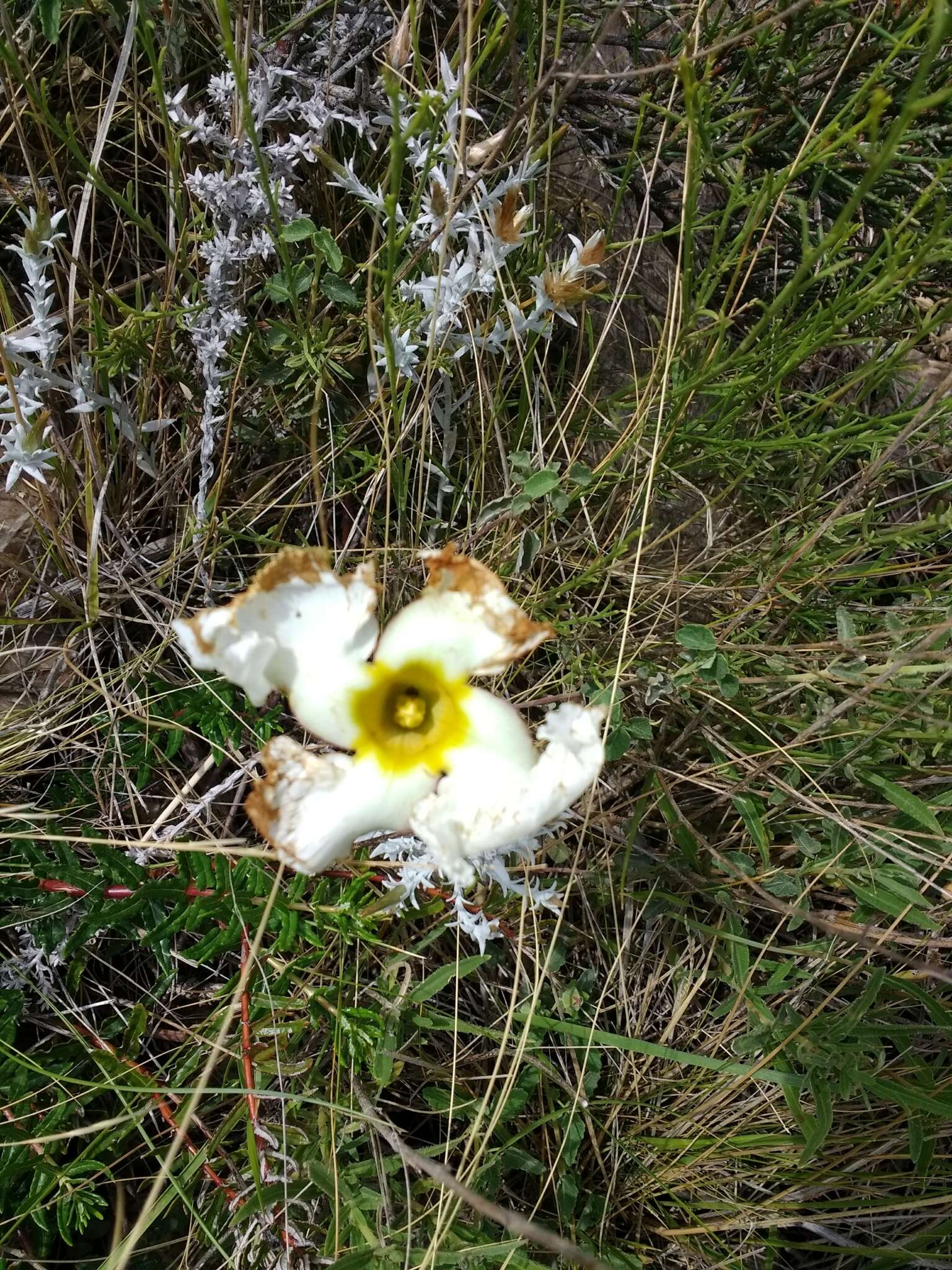 Image of Mandevilla petraea (A. St.-Hil.) Pichon