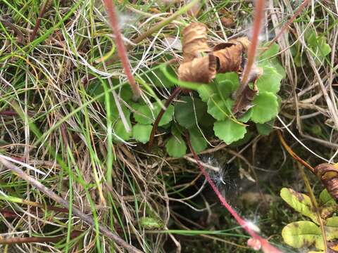 Image of Saxifraga cuneifolia L.