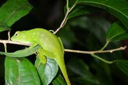 Anolis parvauritus (Williams 1966)的圖片