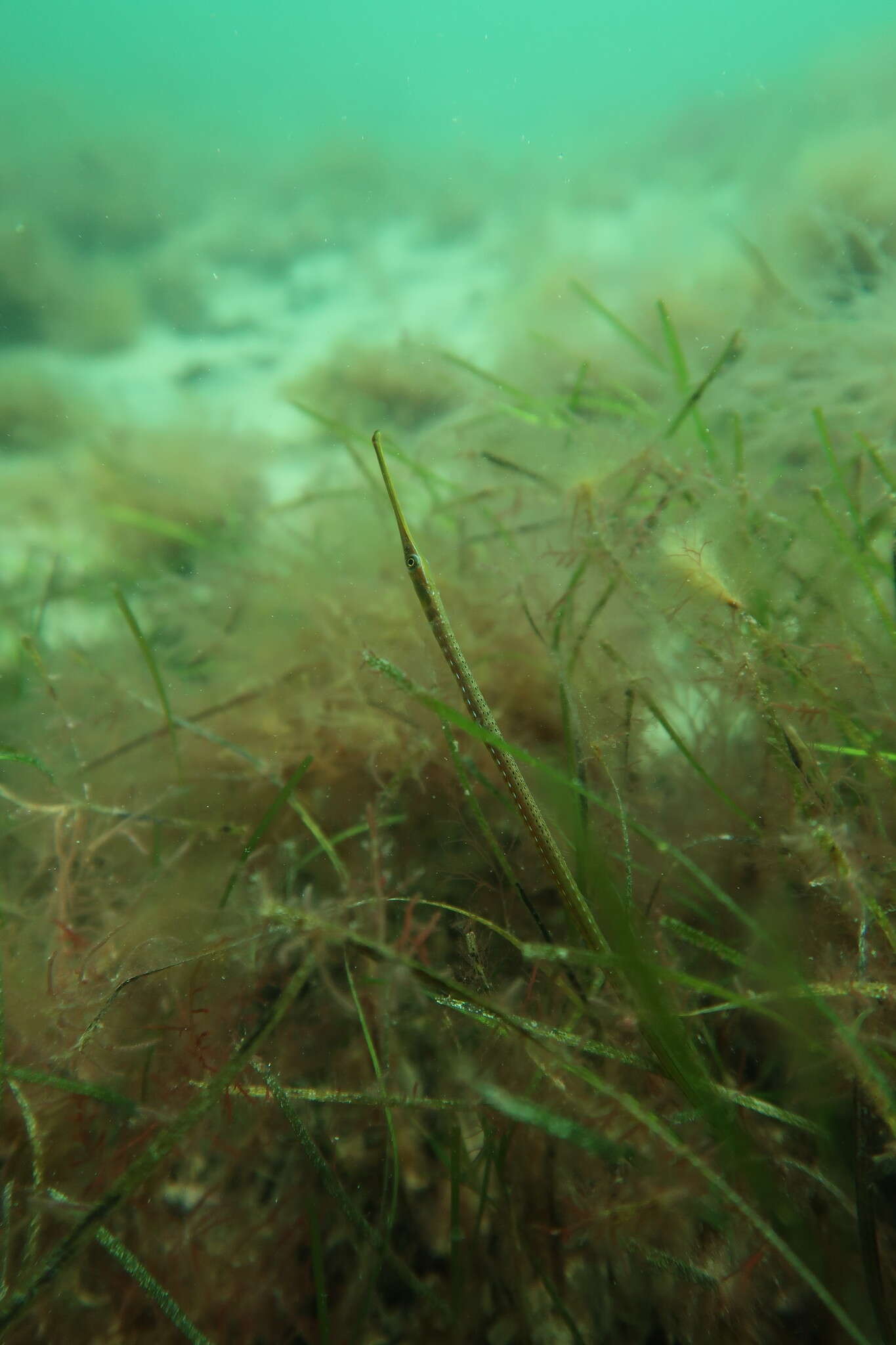 Image of Gulf pipefish