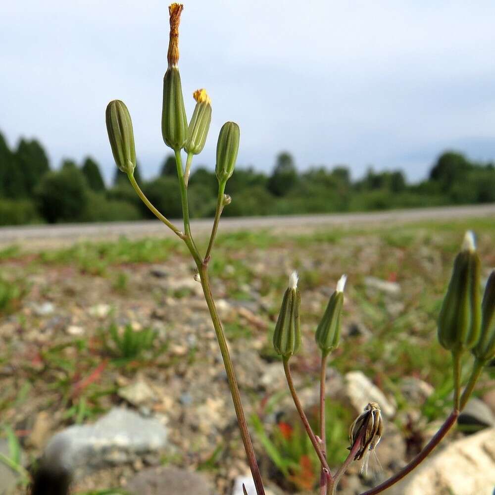 Image of Ixeris chinensis subsp. versicolor (Fisch. ex Link) Kitam.