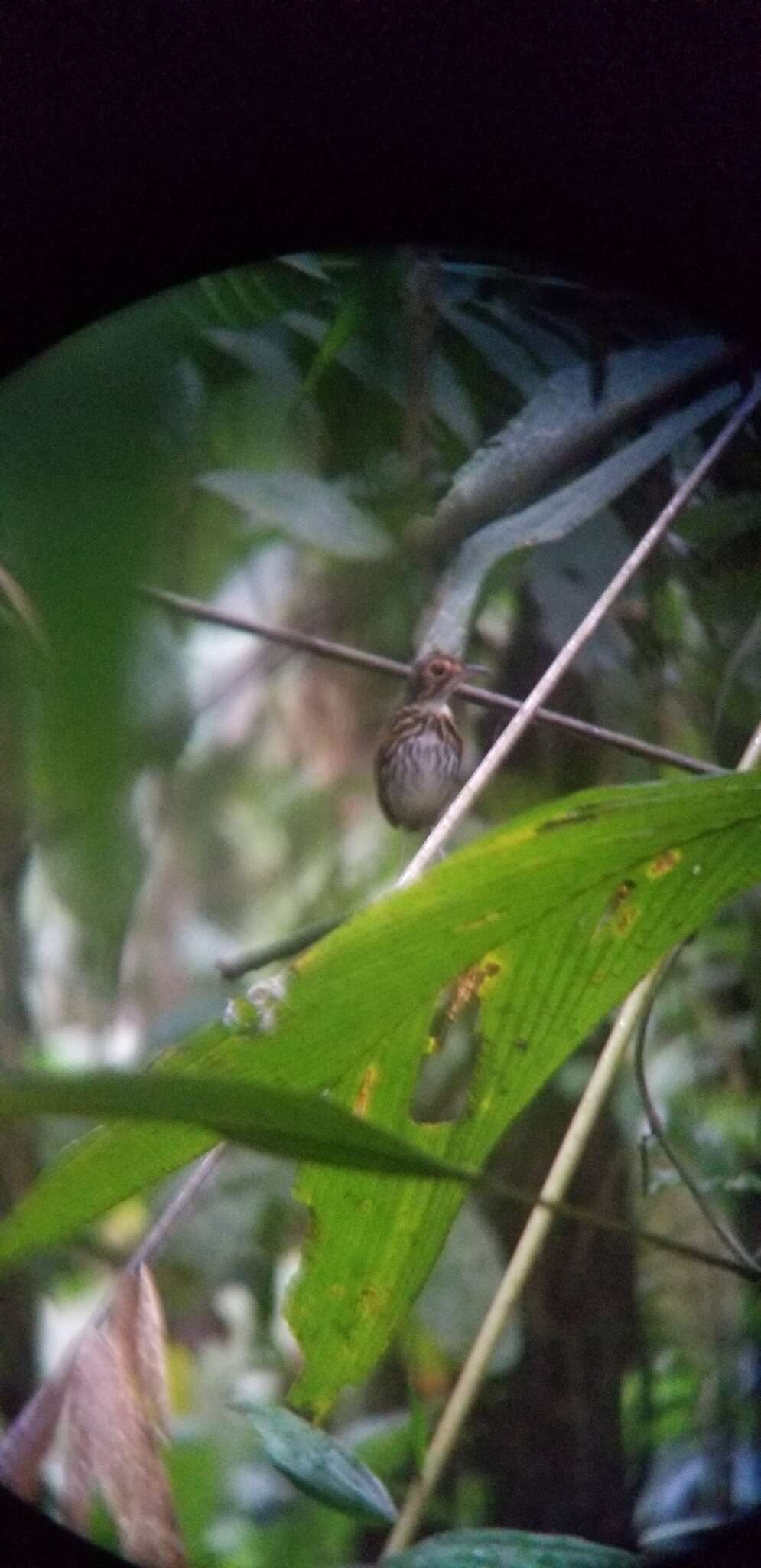 Image of Spectacled Antpitta