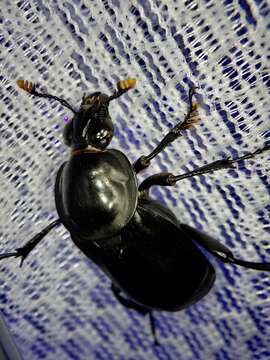 Image of Nicrophorus (Nicrophorus) concolor (Kraatz 1877)