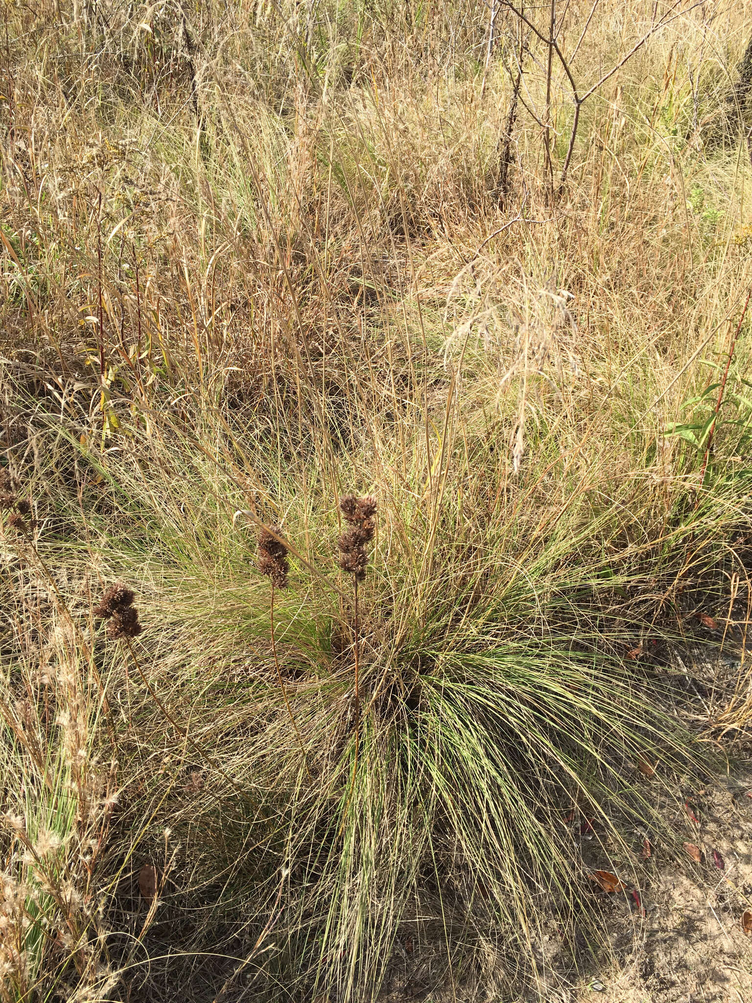 Image de Eragrostis curvula (Schrad.) Nees