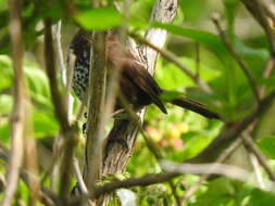 Image of Passerella iliaca fuliginosa Ridgway