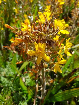 Image of Wachendorfia thyrsiflora Burm.