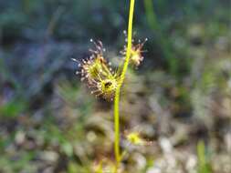 Image of Drosera peltata subsp. auriculata (Backh. ex Planch.) Conn