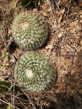 Image of Mammillaria petrophila K. Brandegee