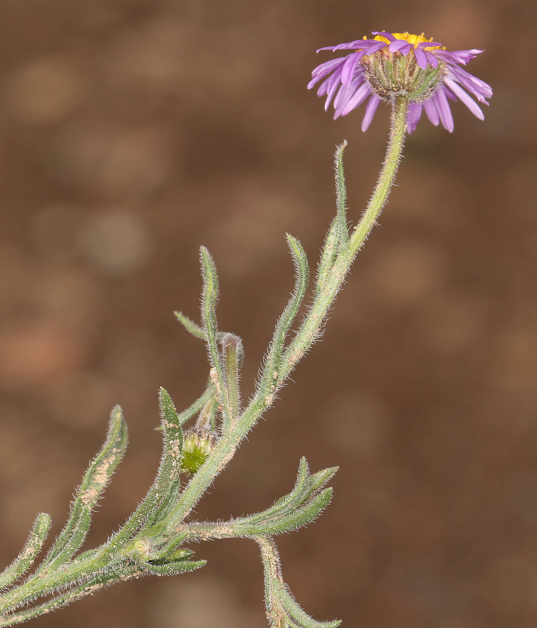 Image of Clokey's fleabane