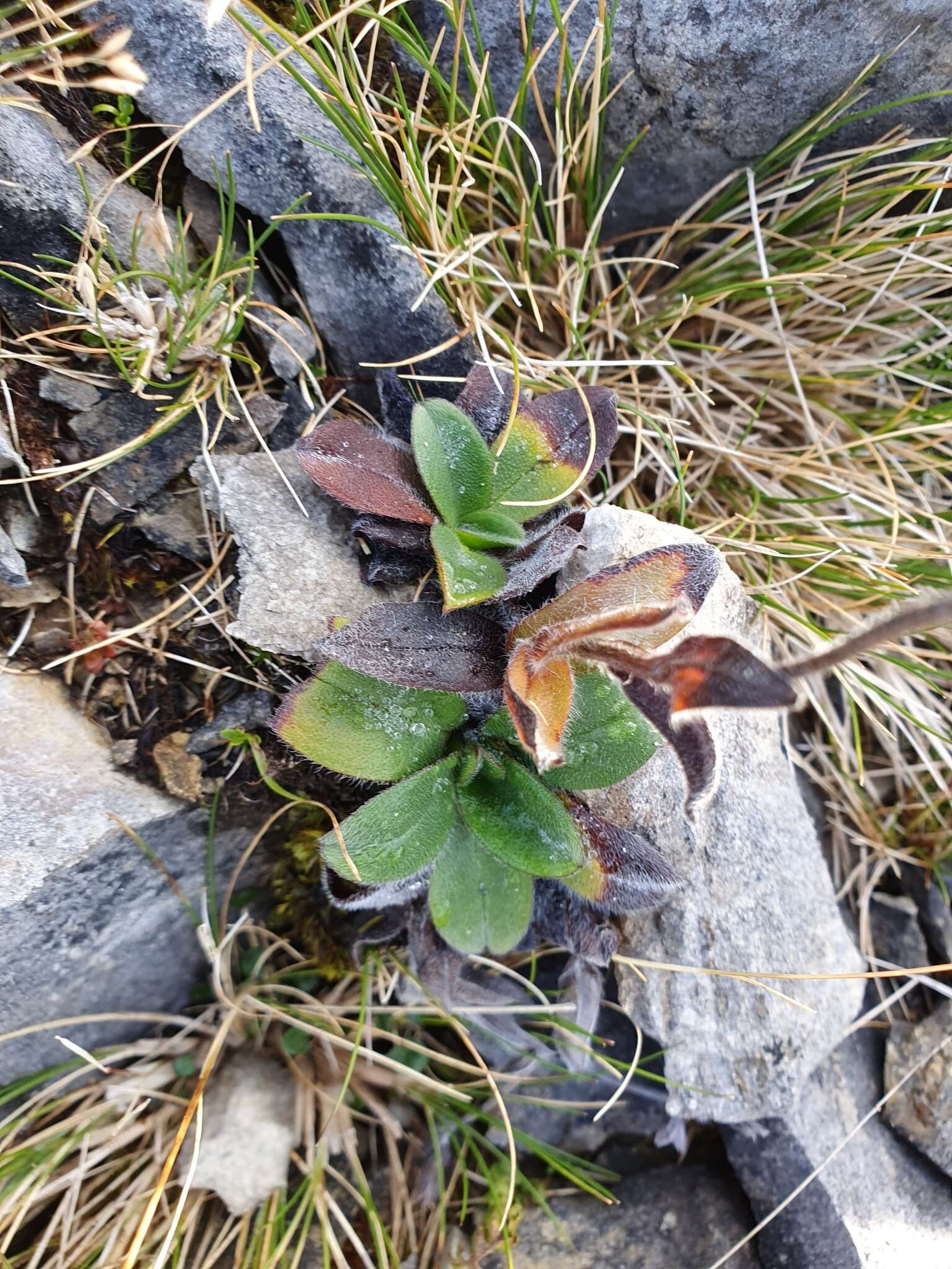 Image of Myosotis macrantha (Hook. fil.) Benth. & Hook. fil.