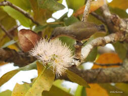 Image of Bates's Sunbird