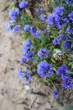 Image of Pacific gilia