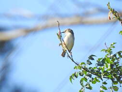 Image of Tawny-flanked Prinia