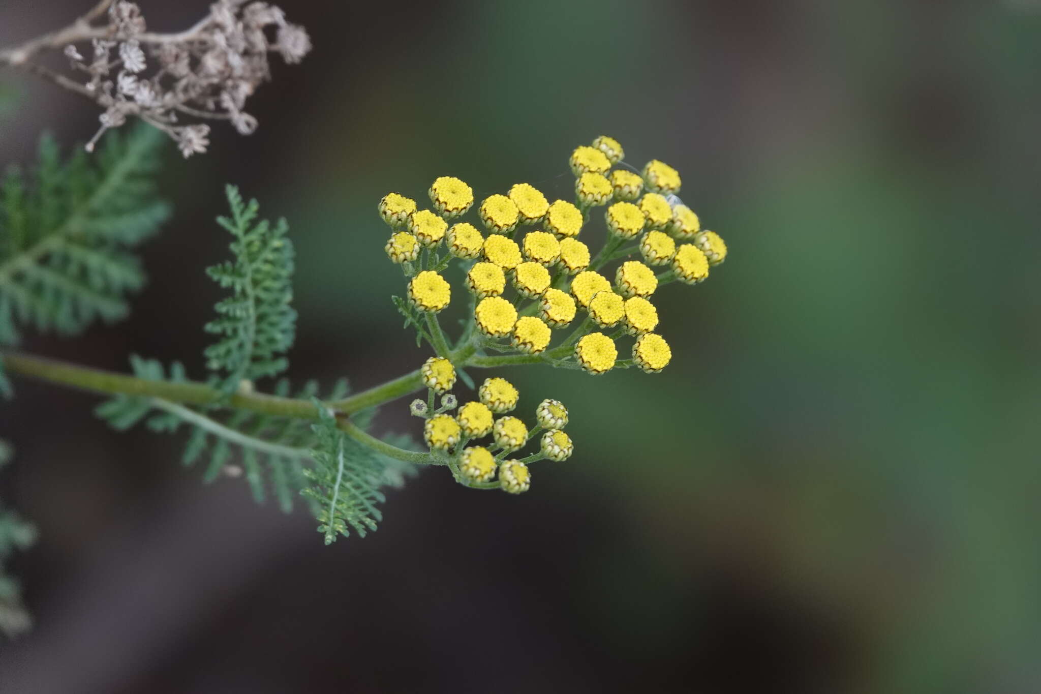 Plancia ëd Gonospermum fruticosum Less.