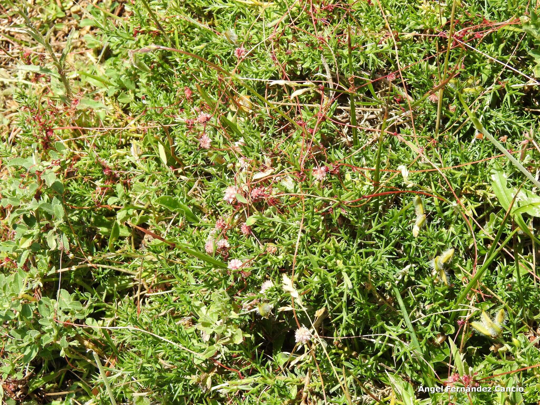 Image of Genista hispanica L.