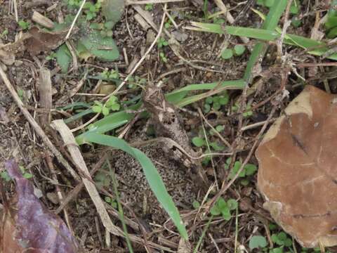 Image of Clouded Grasshopper