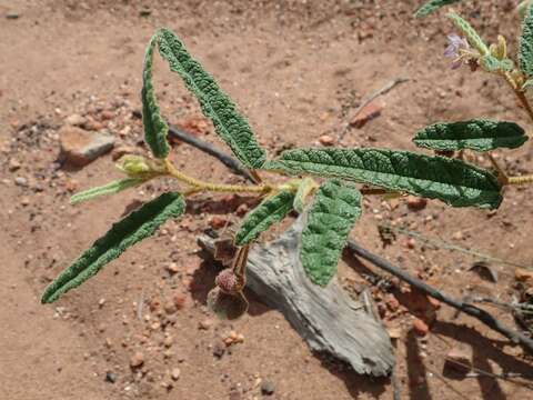 Image of Seringia corollata Steetz