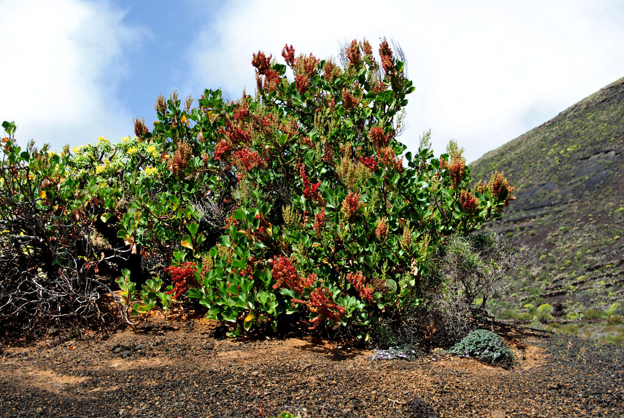 Imagem de Rumex lunaria L.