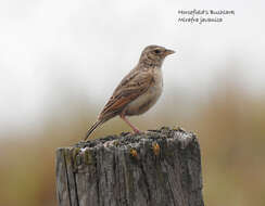 Image of Australasian Lark