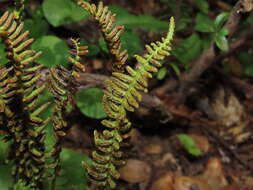 Image of Austroblechnum microphyllum (Goldm.) Gasper & V. A. O. Dittrich