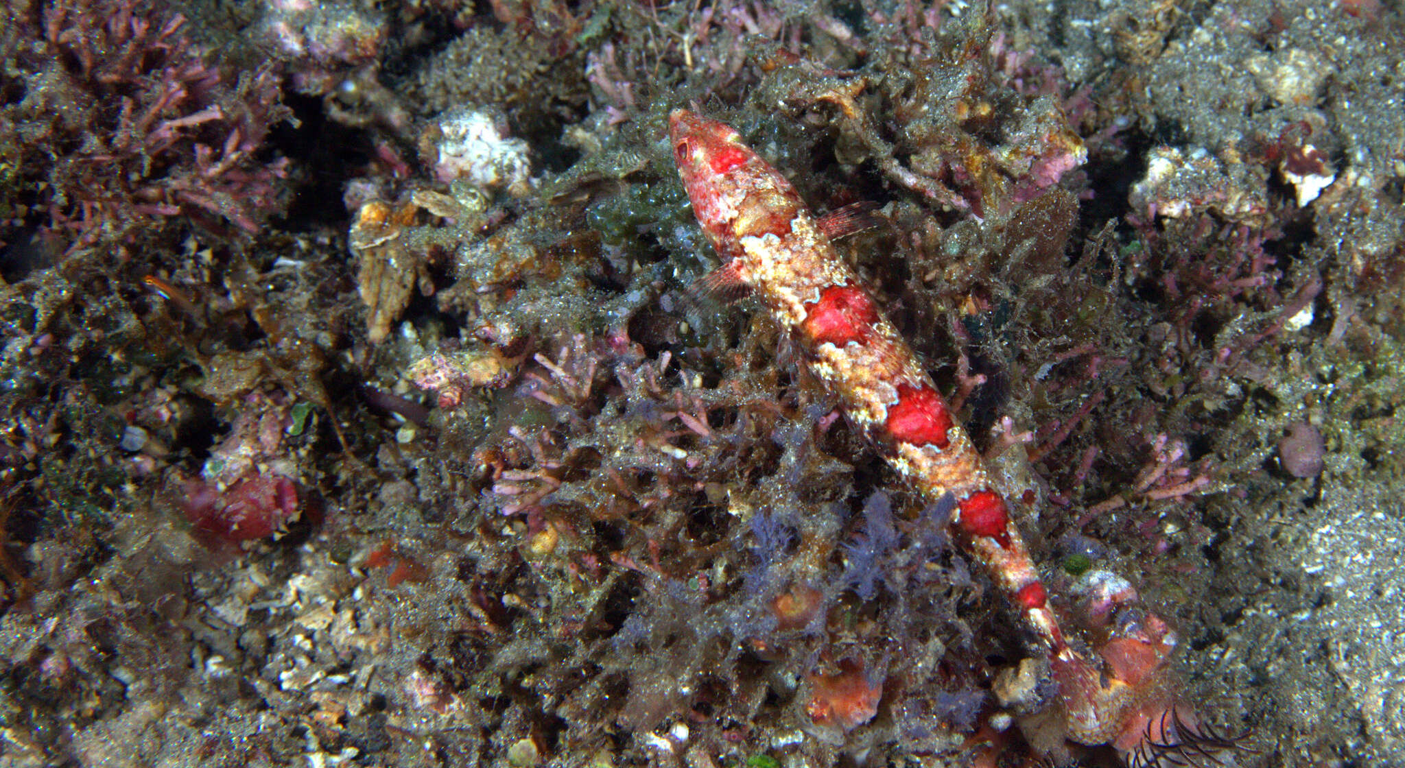 Image of Lizardfish