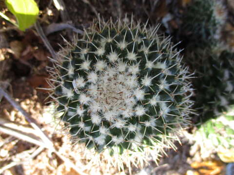 Image of Mammillaria karwinskiana subsp. beiselii (Diers) D. R. Hunt