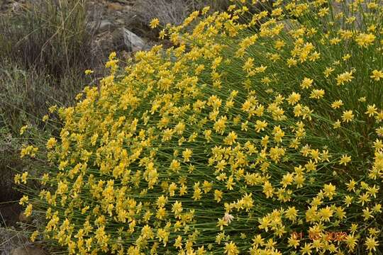 Image of Genista umbellata (L'Her.) Poir.