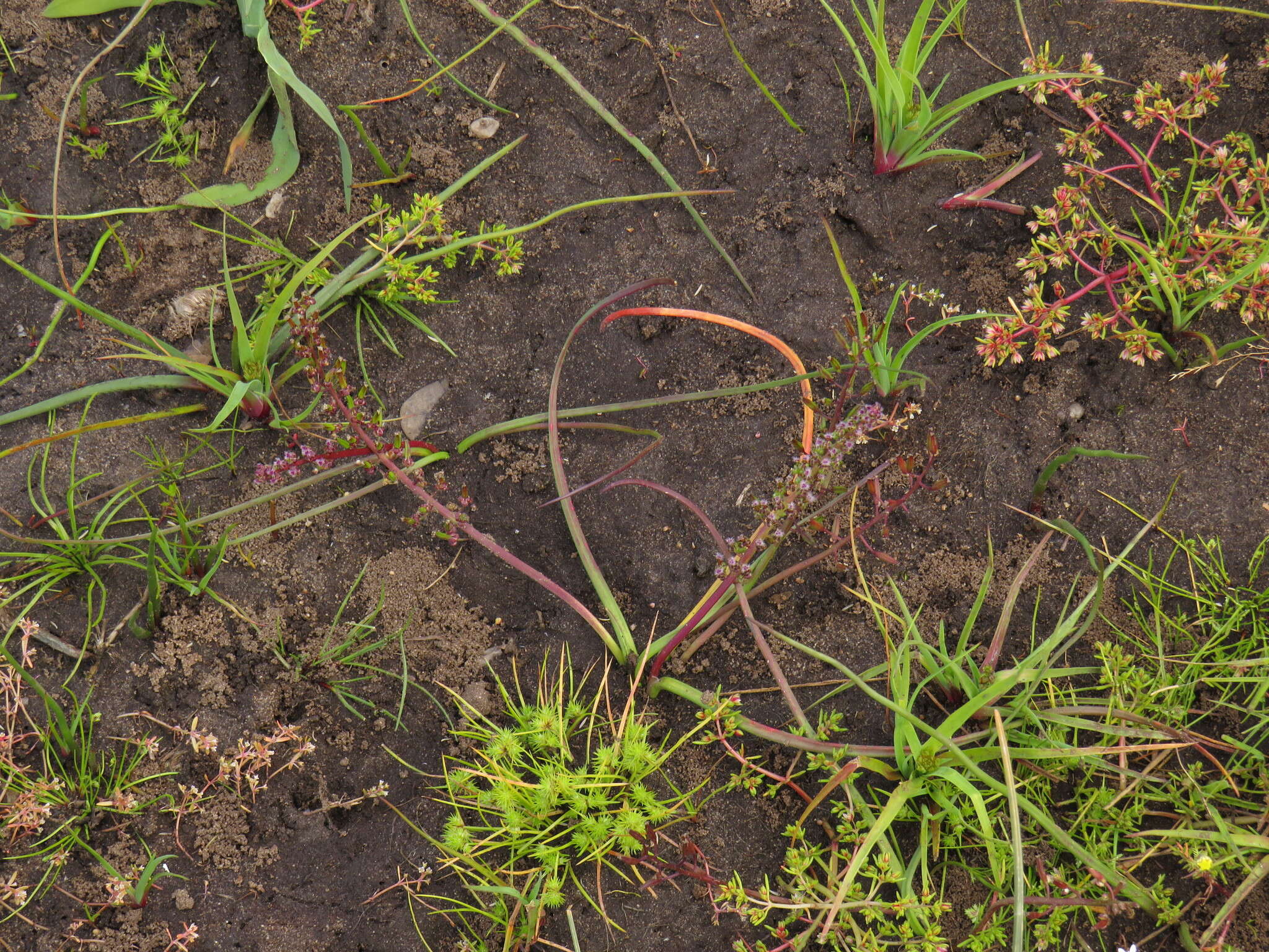 Image of Triglochin bulbosa subsp. bulbosa