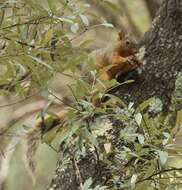 Image of Sciurus nayaritensis chiricahuae Goldman 1933