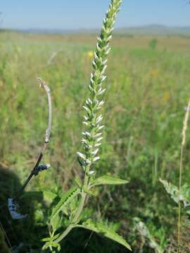 Image of heartleaf speedwell