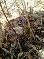 Image of Siberian squill