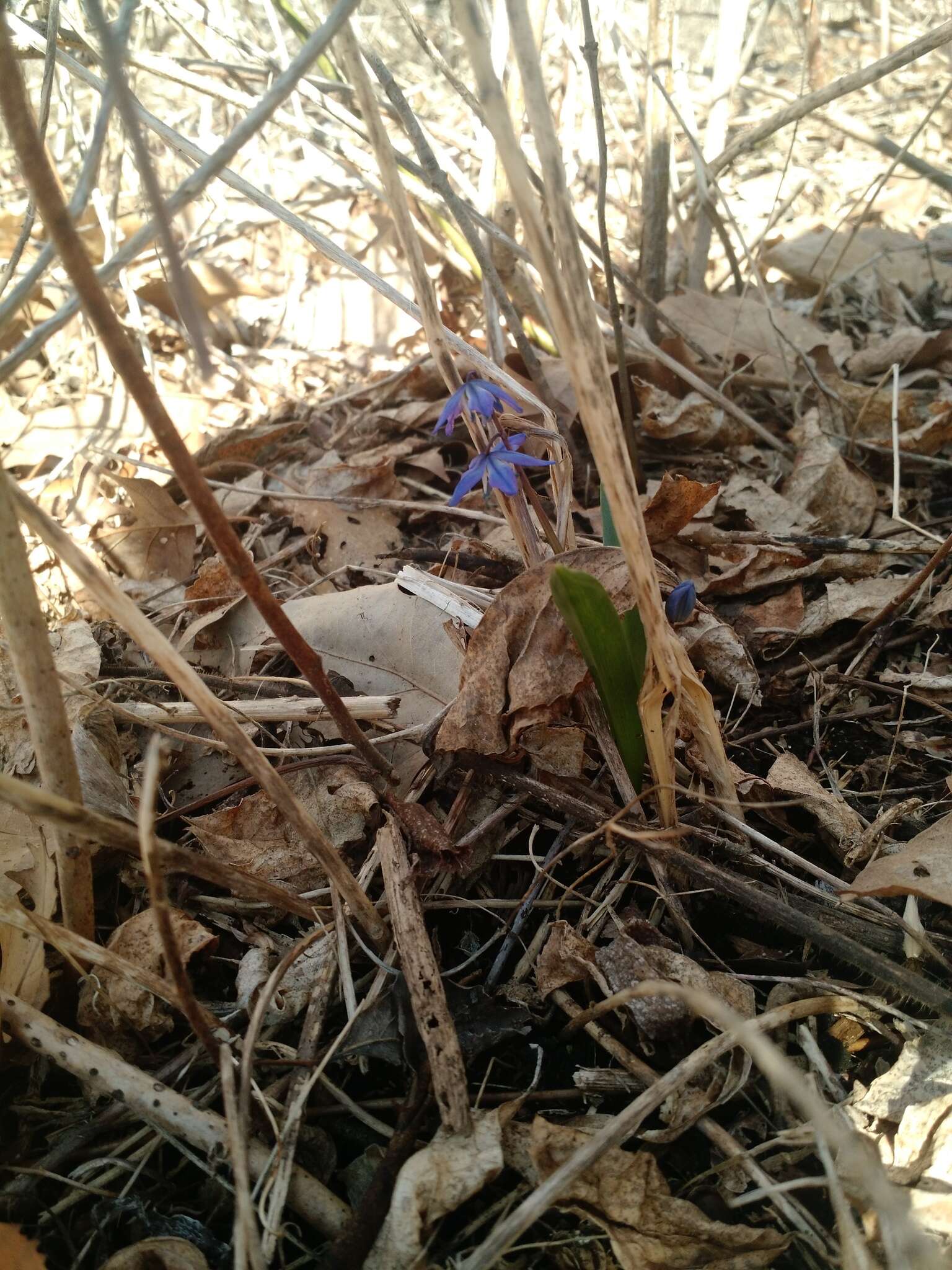 Image of Siberian squill