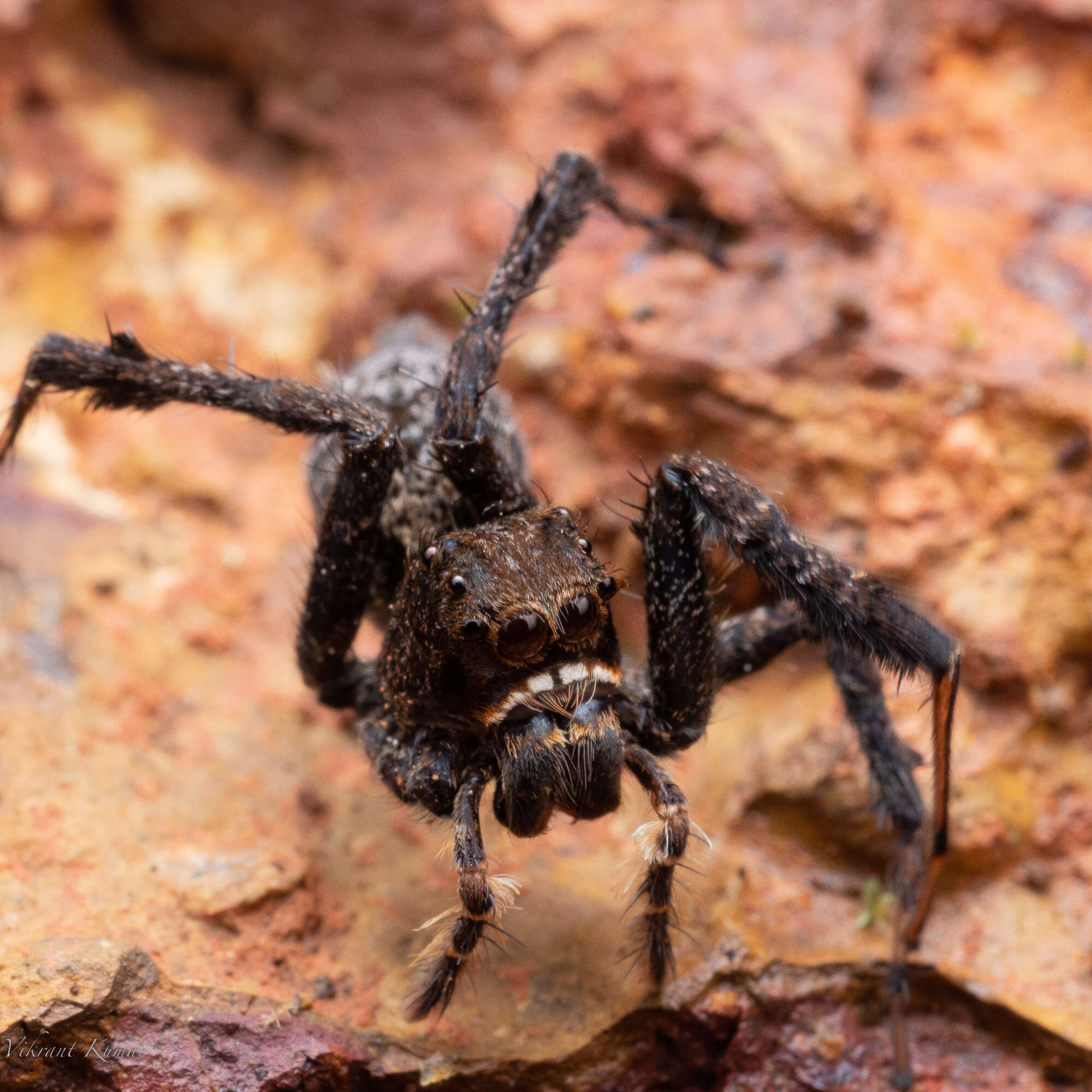 Image of Portia labiata (Thorell 1887)